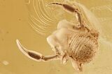 Large Fossil Pseudoscorpion (Pseudoscorpiones) In Baltic Amber #367282-1
